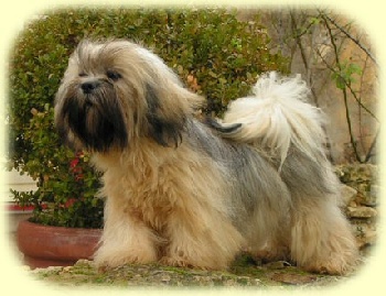 Accueil  Elevage du domaine de jerrie black  eleveur de chiens Lhassa Apso 