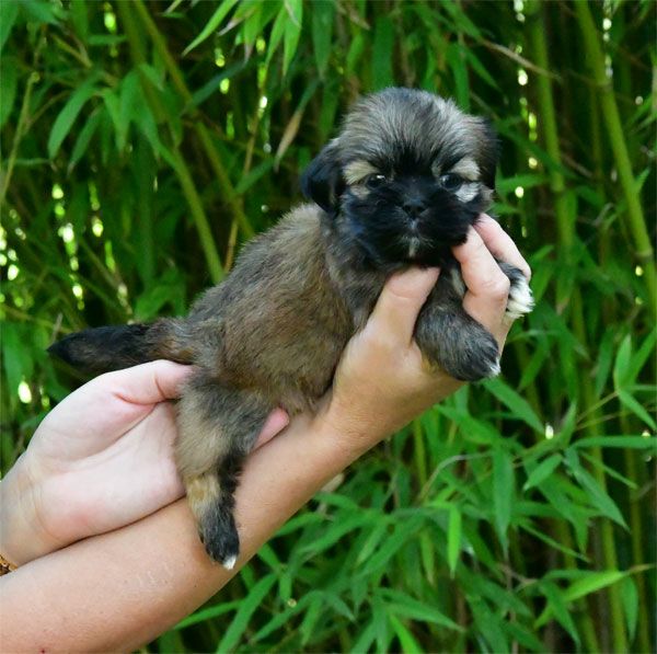 de dame nature - Chiot disponible  - Lhassa Apso