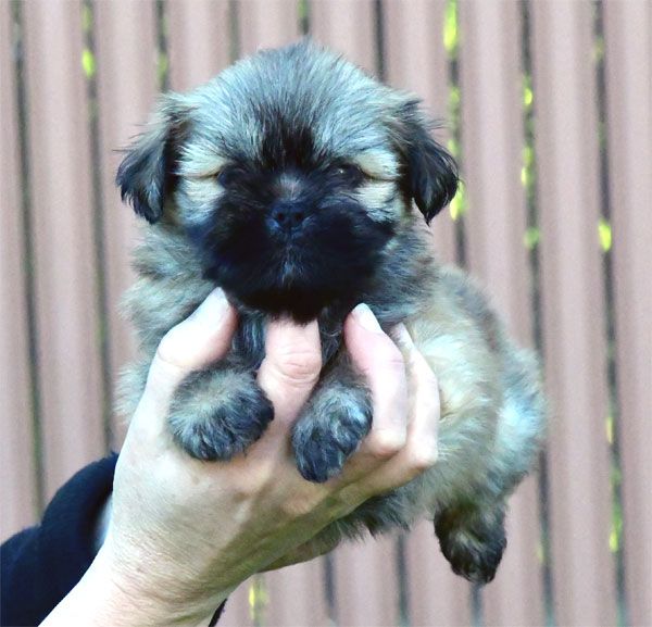 de dame nature - Chiot disponible  - Lhassa Apso