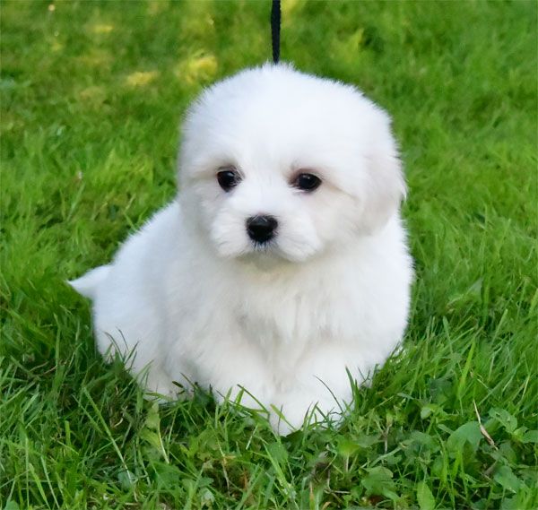 de dame nature - Chiot disponible  - Coton de Tulear