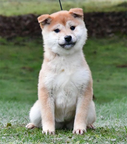 de dame nature - Chiot disponible  - Shiba