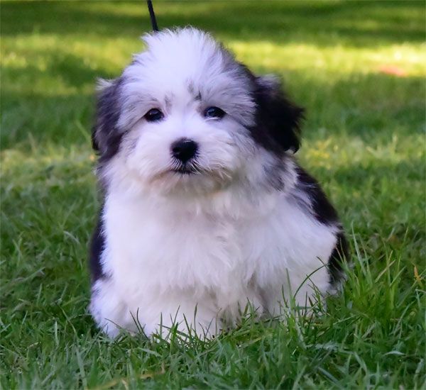 de dame nature - Chiot disponible  - Coton de Tulear