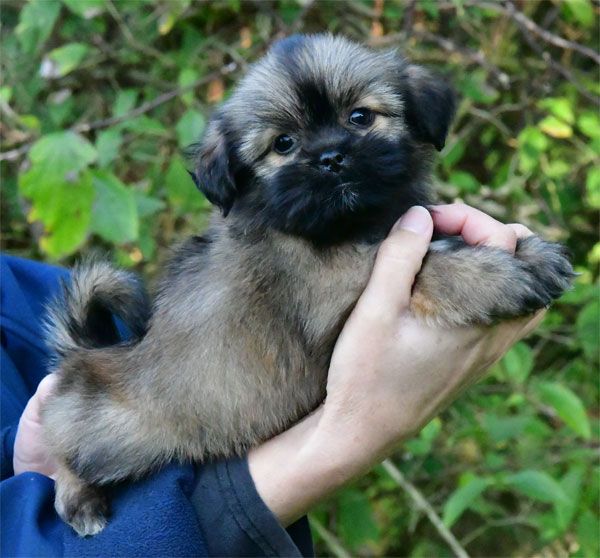 de dame nature - Chiot disponible  - Lhassa Apso