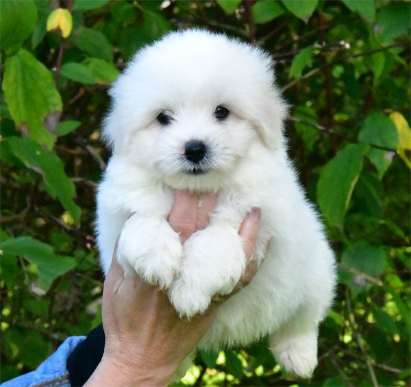 chiot Coton de Tulear de dame nature