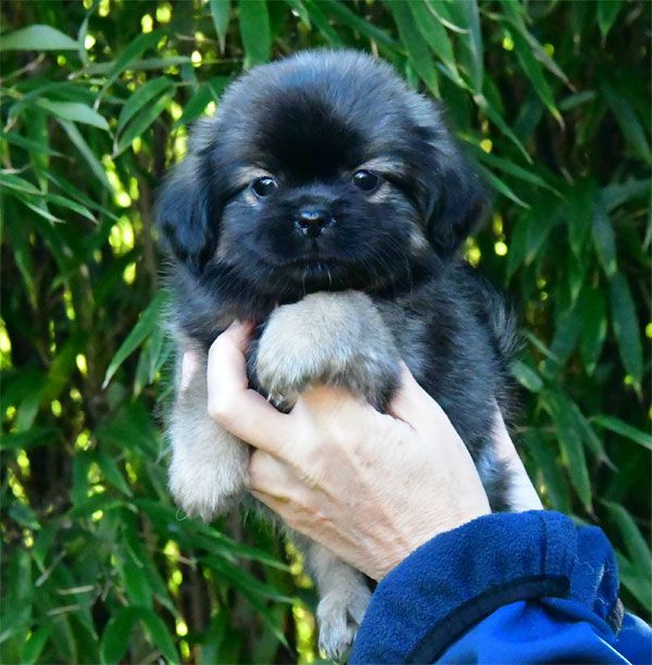 de dame nature - Chiot disponible  - Epagneul tibetain