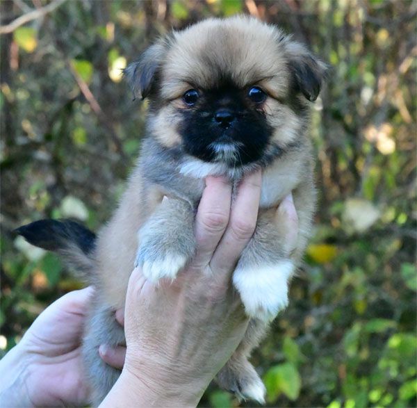 de dame nature - Chiot disponible  - Epagneul tibetain