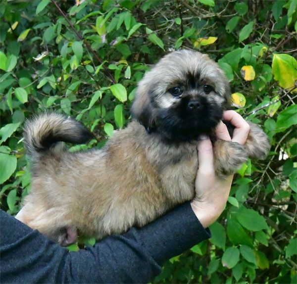 de dame nature - Chiot disponible  - Lhassa Apso