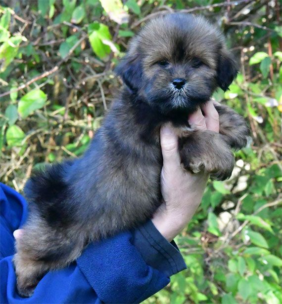 de dame nature - Chiot disponible  - Lhassa Apso