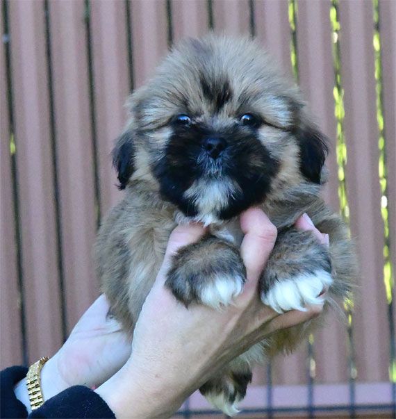 de dame nature - Chiot disponible  - Lhassa Apso