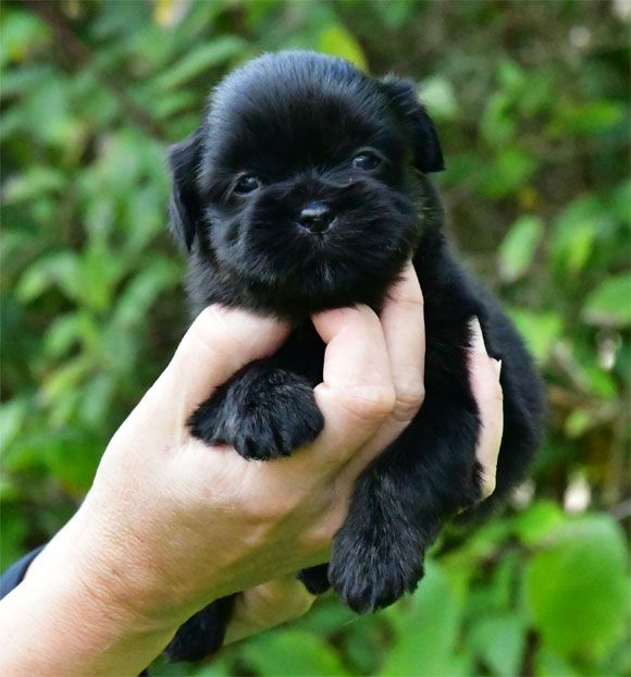 de dame nature - Chiot disponible  - Lhassa Apso