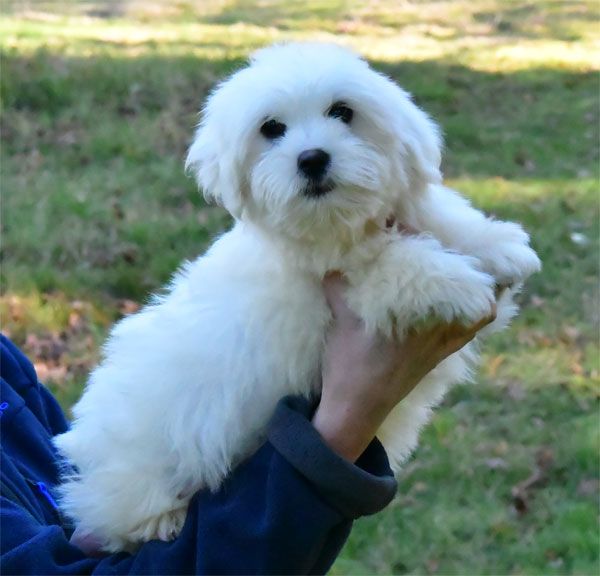 chiot Coton de Tulear de dame nature