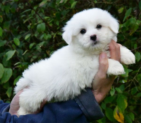 de dame nature - Chiot disponible  - Coton de Tulear