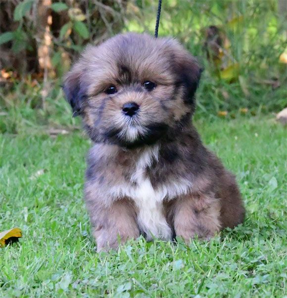 de dame nature - Chiot disponible  - Lhassa Apso