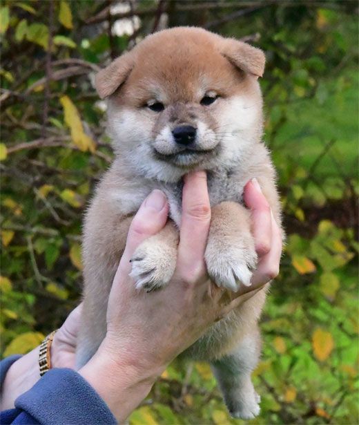 de dame nature - Chiot disponible  - Shiba