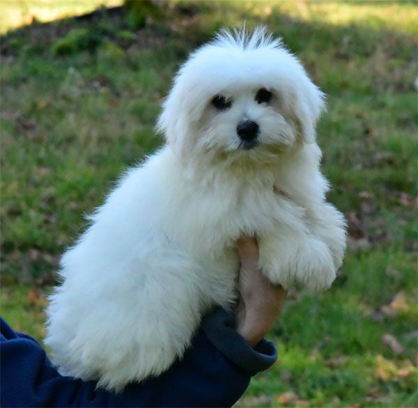 de dame nature - Chiot disponible  - Coton de Tulear