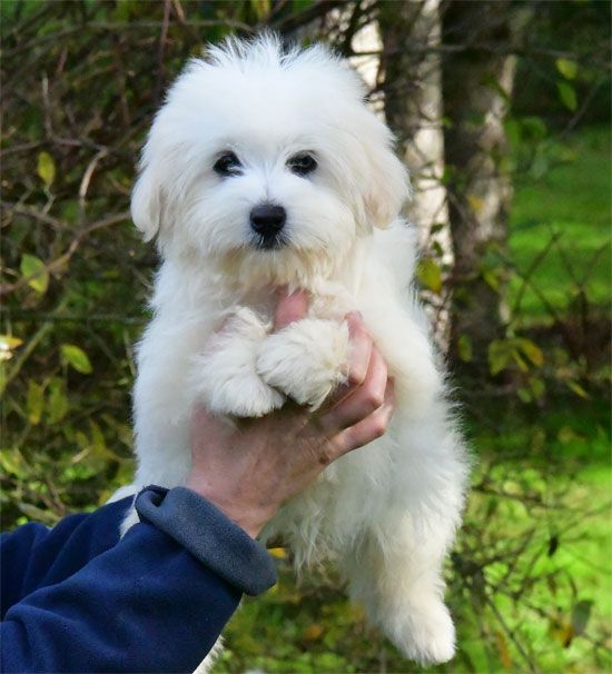 de dame nature - Chiot disponible  - Coton de Tulear