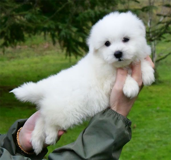 chiot Coton de Tulear de dame nature