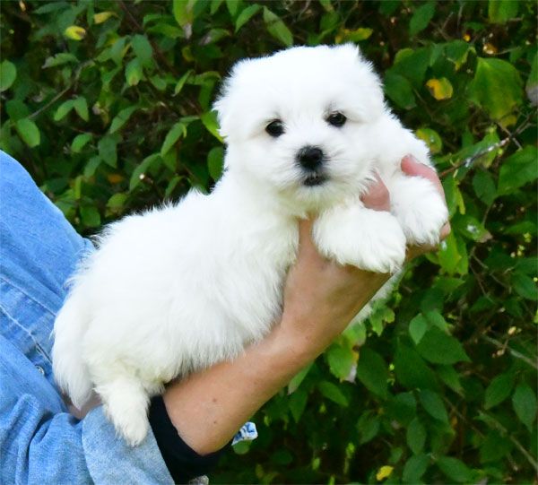 chiot Coton de Tulear de dame nature