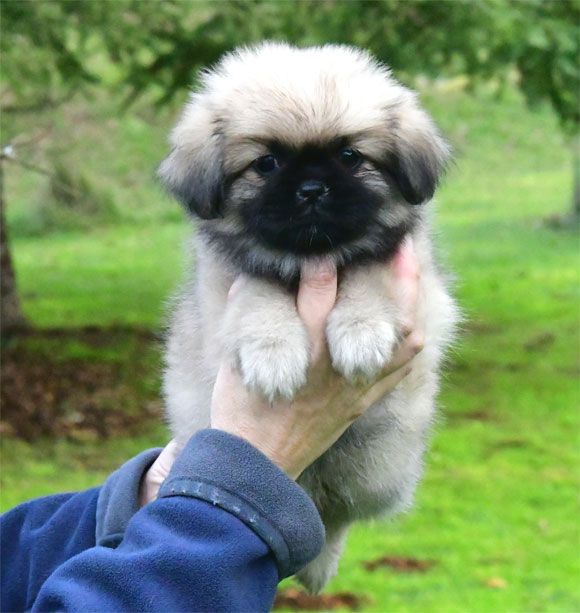 chiot Epagneul tibetain de dame nature