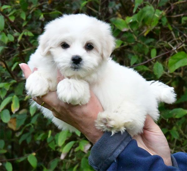 chiot Coton de Tulear de dame nature