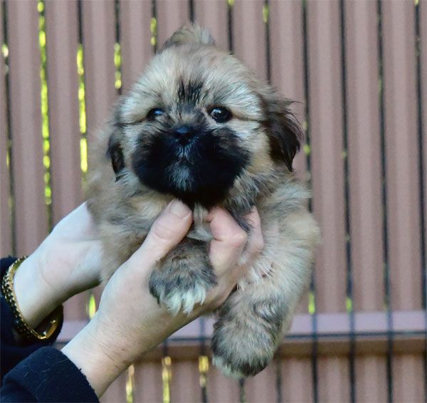 de dame nature - Chiot disponible  - Lhassa Apso