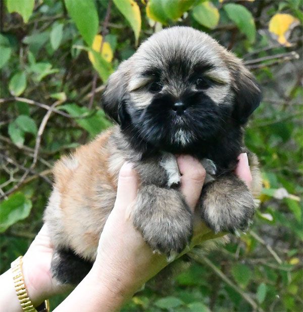 de dame nature - Chiot disponible  - Lhassa Apso