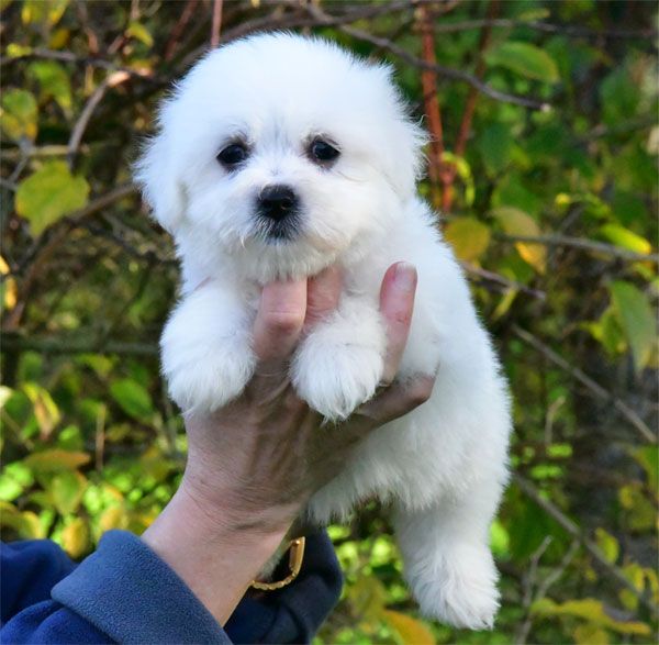 de dame nature - Chiot disponible  - Coton de Tulear