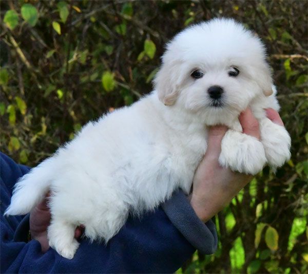 chiot Coton de Tulear de dame nature