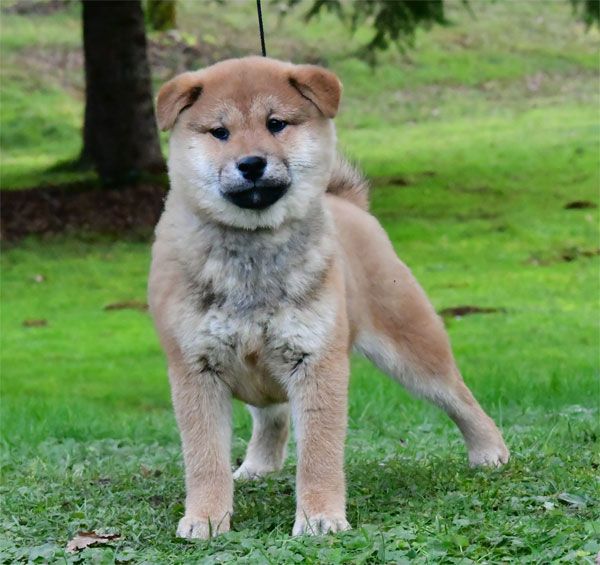 de dame nature - Chiot disponible  - Shiba