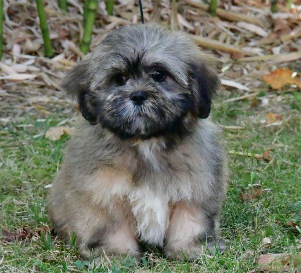 de dame nature - Chiot disponible  - Lhassa Apso