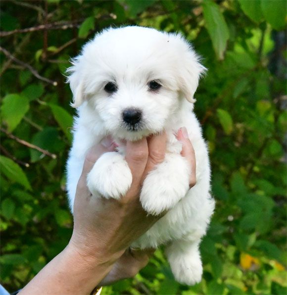 de dame nature - Chiot disponible  - Coton de Tulear