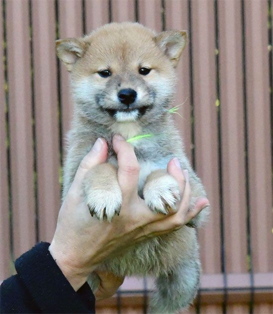 chiot Shiba de dame nature