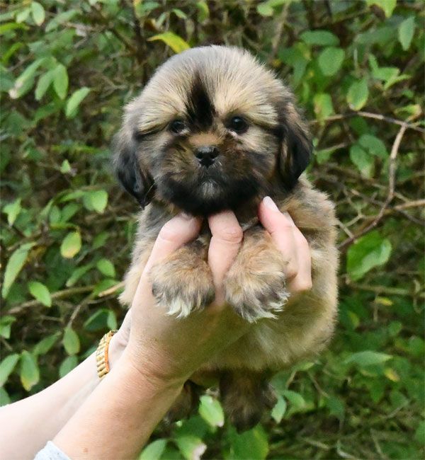 de dame nature - Chiot disponible  - Lhassa Apso