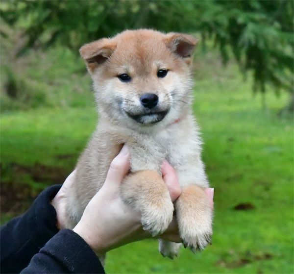 de dame nature - Chiot disponible  - Shiba