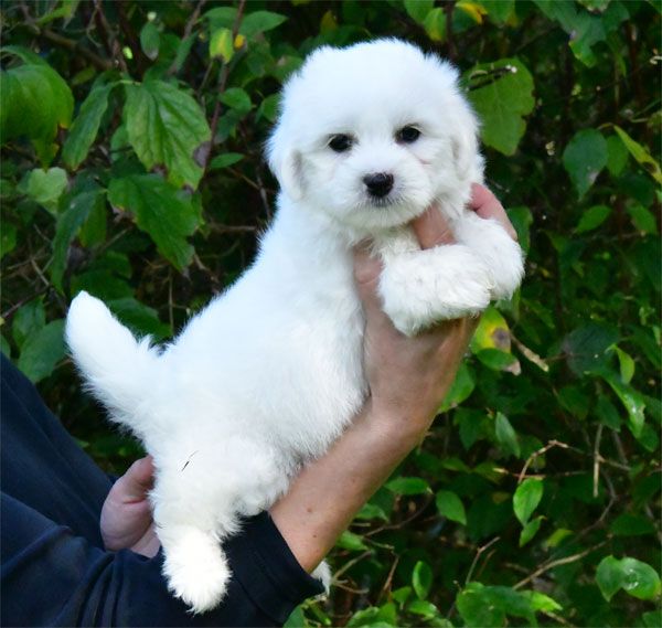 de dame nature - Chiot disponible  - Coton de Tulear