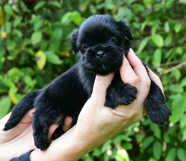 chiot Lhassa Apso de dame nature