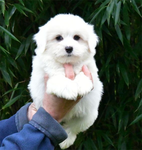 de dame nature - Chiot disponible  - Coton de Tulear