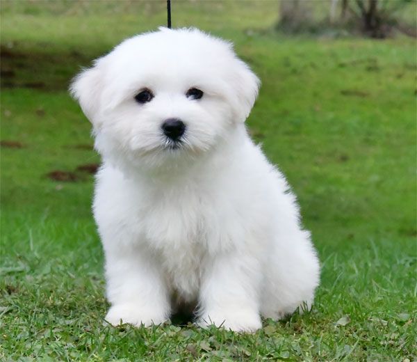 de dame nature - Chiot disponible  - Coton de Tulear