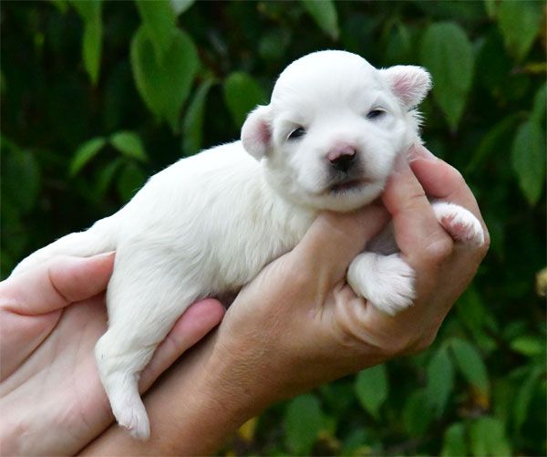 de dame nature - Chiot disponible  - Coton de Tulear