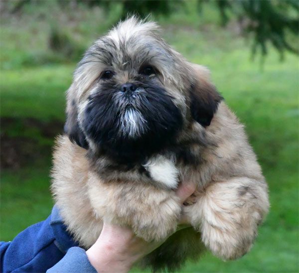 chiot Lhassa Apso de dame nature