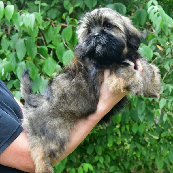 de dame nature - Chiot disponible  - Lhassa Apso