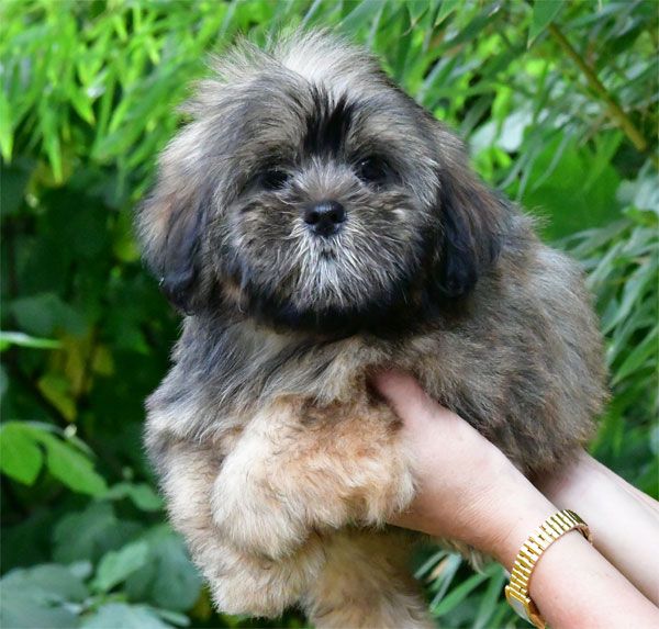 de dame nature - Chiot disponible  - Lhassa Apso