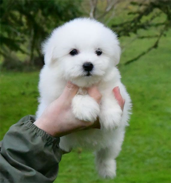 de dame nature - Chiot disponible  - Coton de Tulear