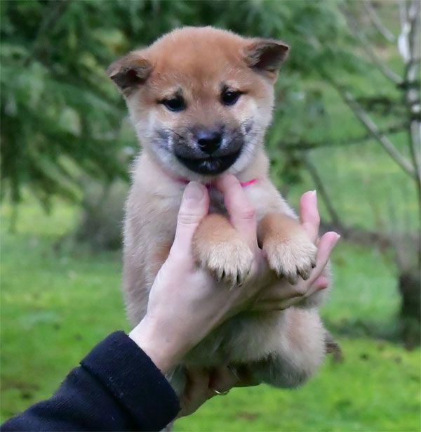 de dame nature - Chiot disponible  - Shiba