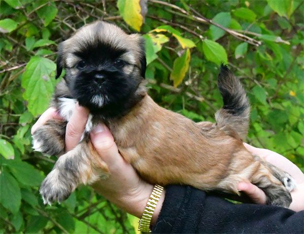 chiot Lhassa Apso de dame nature