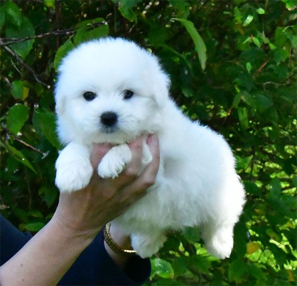 de dame nature - Chiot disponible  - Coton de Tulear