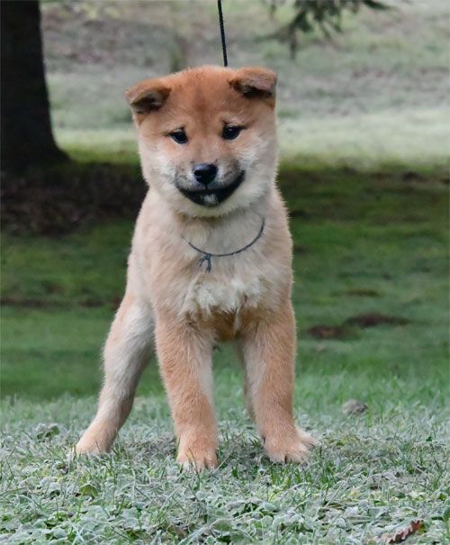 de dame nature - Chiot disponible  - Shiba