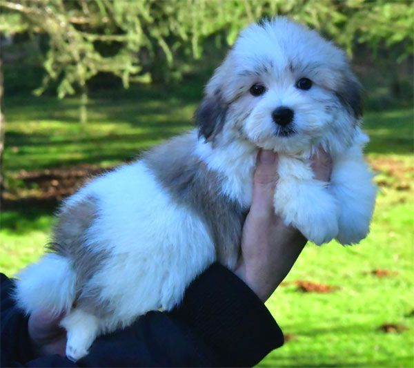 de dame nature - Chiot disponible  - Coton de Tulear