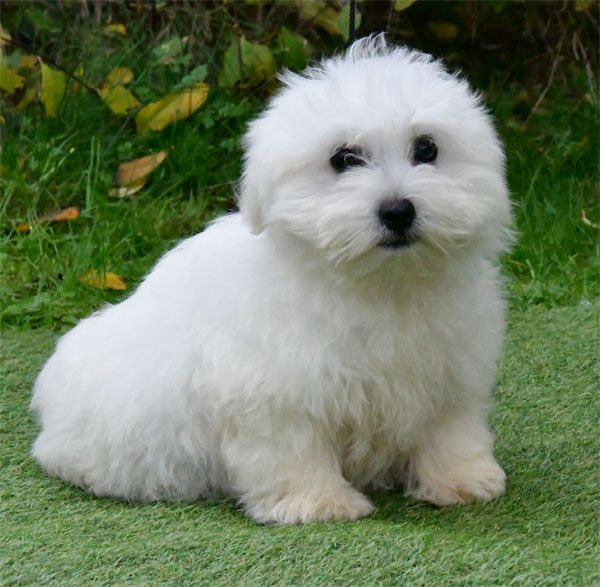 chiot Coton de Tulear de dame nature