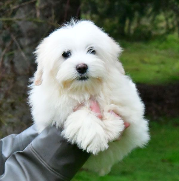 de dame nature - Chiot disponible  - Coton de Tulear